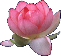 lotus